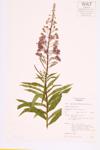 Fireweed specimen