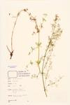 White Bedstraw; Smooth Bedstraw specimen