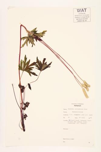 Long-headed Anemone; Thimbleweed specimen