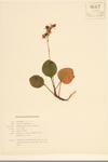 Round-leaved Pyrola;  Liver-leaf Wintergreen specimen