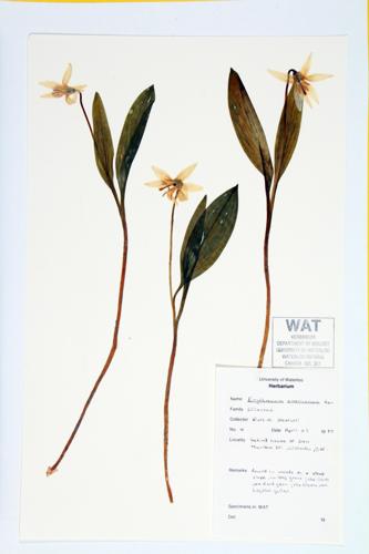 Trout Lily; Yellow Trout Lily specimen