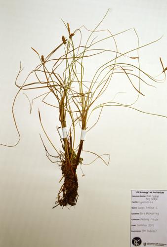 Mud Sedge; Bog Sedge specimen