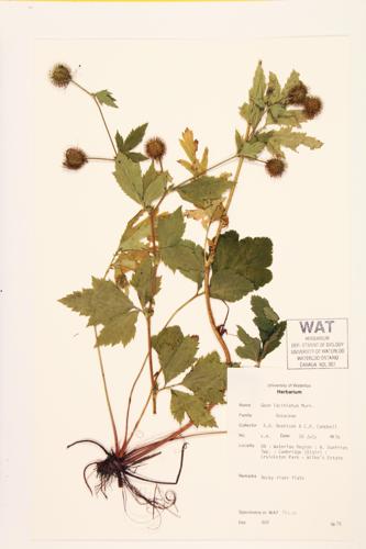 Rough Avens; Slashing Avens specimen