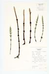 Common Horsetail; Field Horsetail specimen