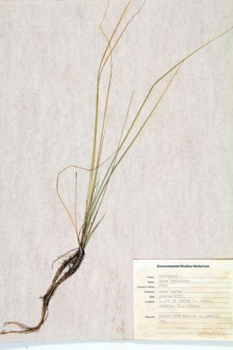 Wollyly Sedge; Slender Sedge; Woolly-Fruit Sedge specimen