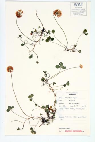 White Clover; Dutch Clover specimen