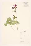 European Columbine;  Culverwort; Garden Columbine specimen