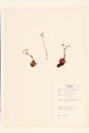 Three-toothed Saxifrage; Three-cusped Saxifrage specimen