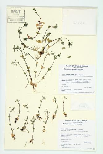 Five-stamened Mouse-ear Chickweed; Small Chickweed specimen