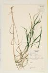 Satin Grass specimen