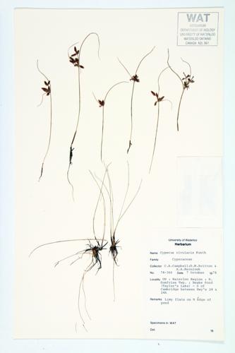 Umbrella Sedge; Brook Flatsedge specimen