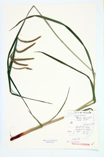 Fringed Sedge; Sickle-grass specimen