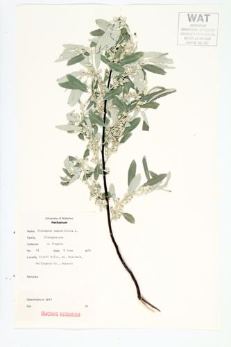 Russian Olive specimen