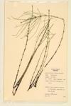 Shore Horsetail specimen