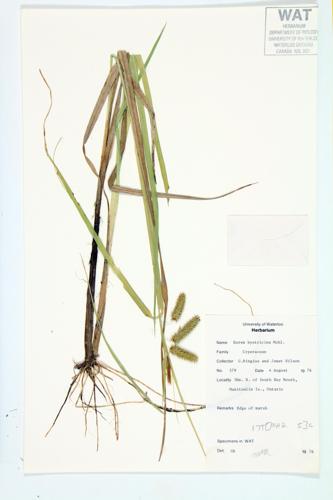 Porcupine Sedge; Bottlebrush Sedge specimen