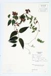 Groundnut; Wild Bean specimen