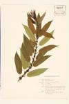 Missouri Willow; Diamond Willow specimen