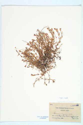 Long-stalked Chickweed; Long-stalked Stitchwort  specimen