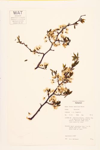 Apricot specimen