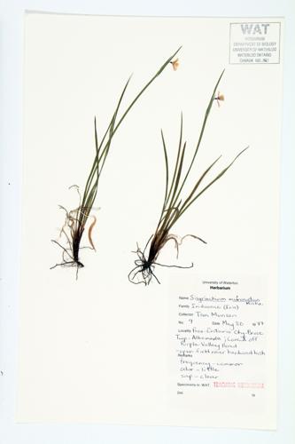 Narrow-leaved Blue-eyed-grass; Slender Blue-eyed Grass specimen