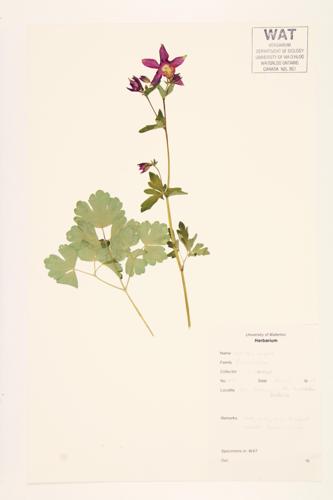 European Columbine;  Culverwort; Garden Columbine specimen