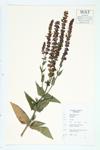 Wood Sage specimen