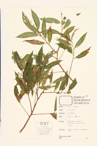 Missouri Willow; Diamond Willow specimen