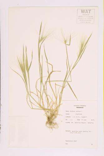 Foxtail Barley specimen