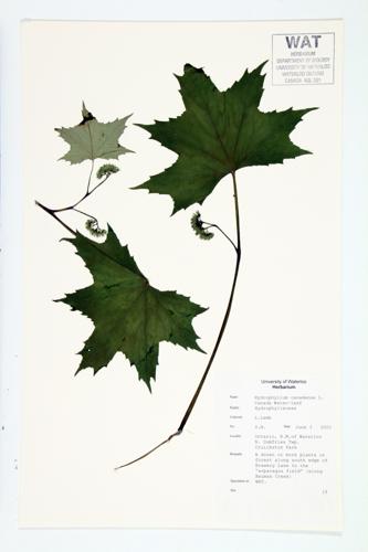 Canada Waterleaf; Broad-leaved Water-leaf specimen