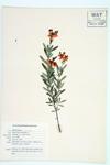 Kalm's St. John's-wort specimen