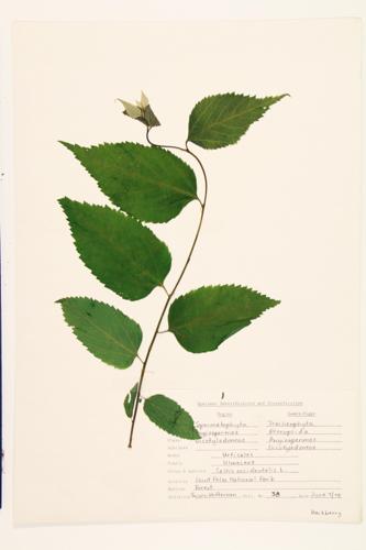 Common Hackberry; Sugar-berry specimen