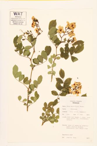 Multiflora Rose specimen