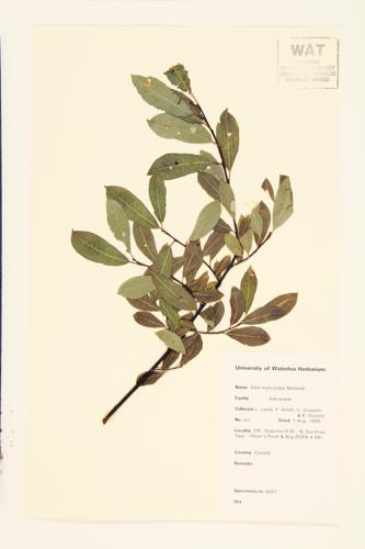 Blue-leaved Willow specimen