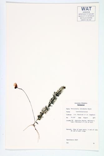 Flat-leaved Bladderwort specimen