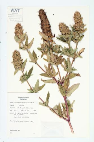 American Dragonhead; Small-flowered Dragonhead  specimen