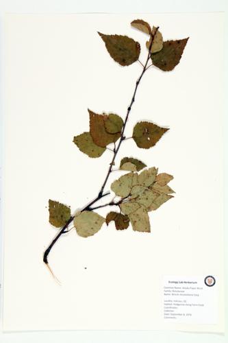 Alaska Paper Birch; Alaska White Birch specimen