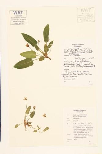 Arrow-leaved Violet; Arrow-leaf Violet specimen