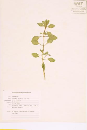 Marsh Purslane; Water False Loosestrife specimen