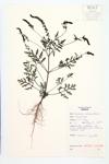 Common Ragweed specimen