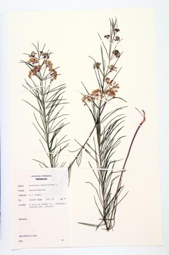 Whorled Milkweed; Eastern Whorled Milkweed specimen