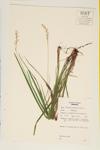 Rough-Leaved Rice Grass; White-grained Mountain-rice specimen