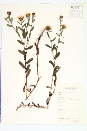 Curlycup Gumweed; Curly Cup Gumweed; Broad-leaved Gum-plant specimen