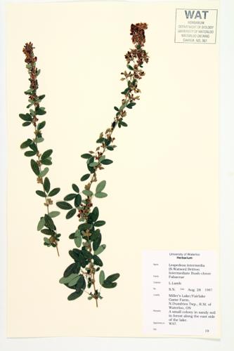 Intermediate Bush-clover; Wand-like Bush-clover  specimen