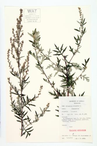 Mugwort; Common Mugwort  specimen