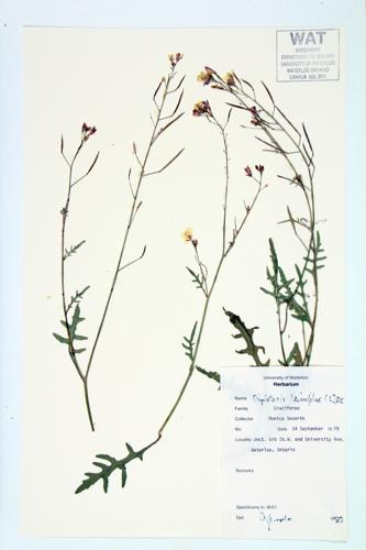 Slender-leaved Wall-rocket; Wall-rocket; Perennial Wall Rocket specimen