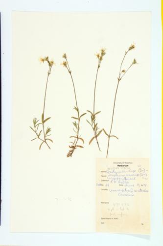 Barren Chickweed; Field Chickweed; Meadow Chickweed specimen