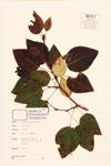 Balsam Poplar; Tacamahac specimen