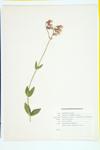 Bladder Campion; Catchfly; Cow-bell; Rattleweed specimen