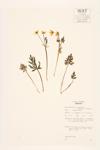 Early Buttercup; Tufted Buttercup specimen