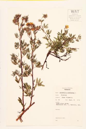 Shrubby cinquefoil specimen